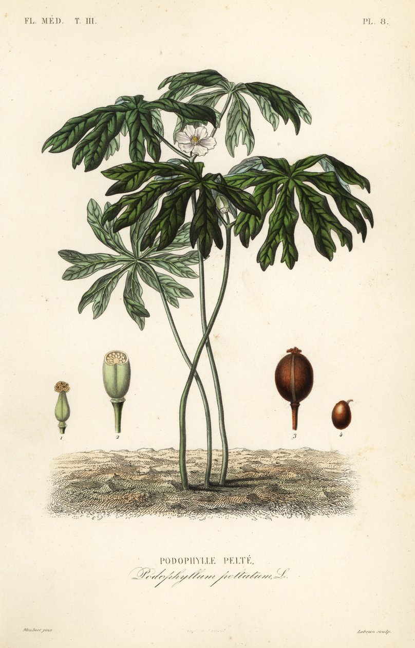 Mayapple veya Amerikan adamotu, Podophyllum peltatum, Podophylle pelte by Unbekannt
