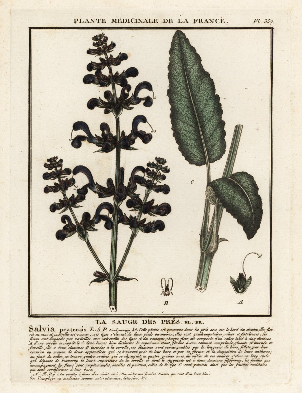 Çayır otu, Salvia pratensis. by Unbekannter Künstler