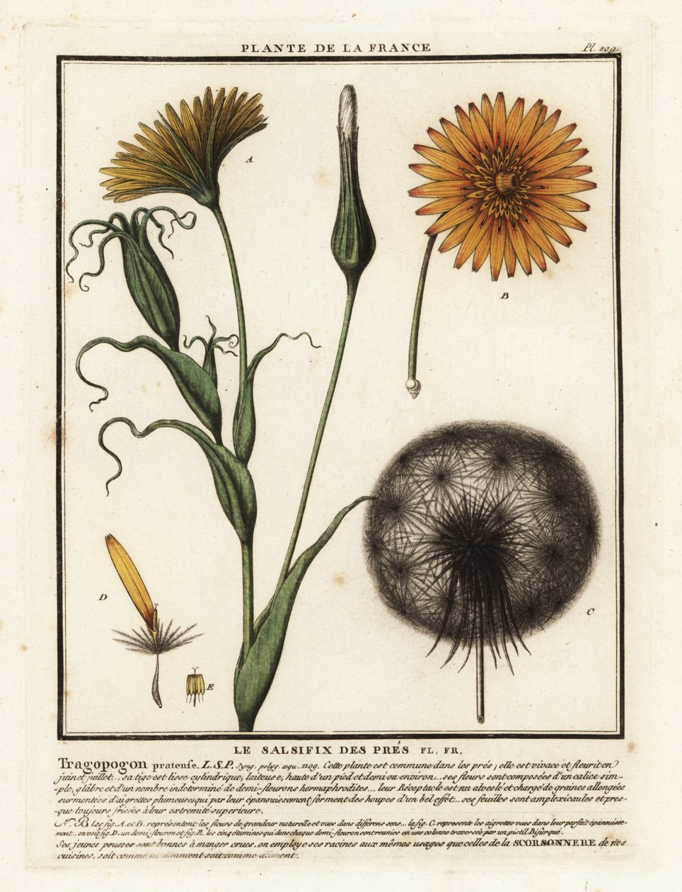 Çayır salsifiye, Tragopogon pratensis. by Unbekannter Künstler