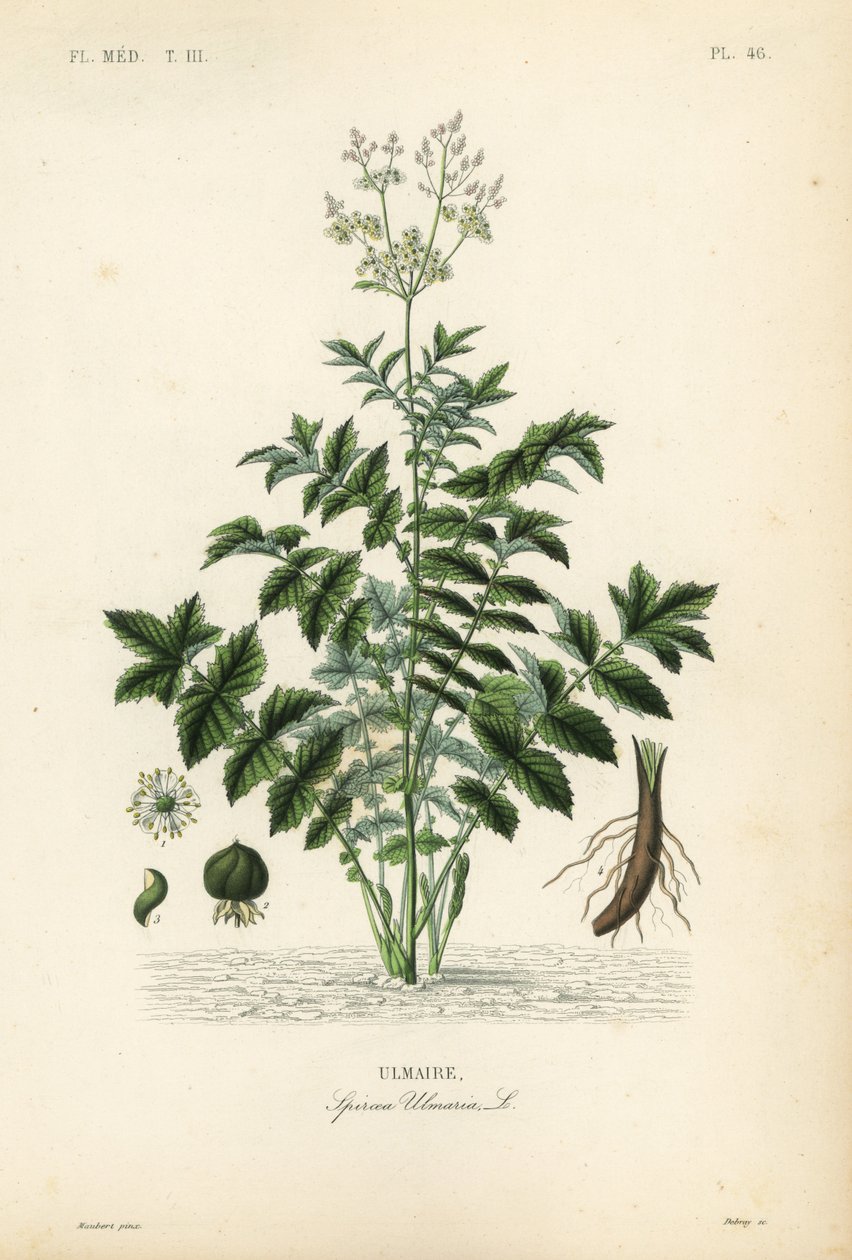 Meadowsweet veya bal likörü, Filipendula ulmaria, Spiraea ulmaria, Ulmaire by Unbekannt