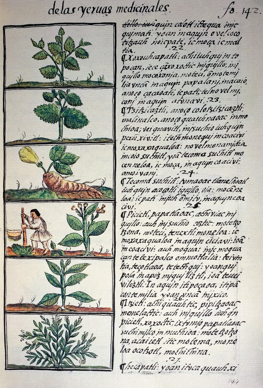 Şifalı bitkiler, Nahuati dilinde metin, Bernardino de Sahagun tarafından Florentine Codex olarak da bilinen Yeni İspanya Şeylerinin Genel Tarihi