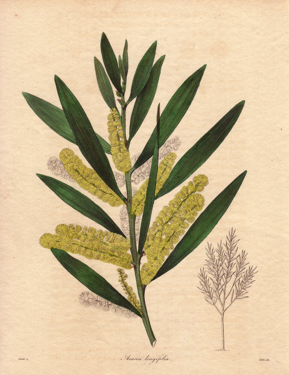 Mimoza tırtıl (Acacia longifolia), 3 ila 6 metre yüksekliğe kadar kalıcı yaprakları olan bir çalı, uzun, limon sarısı epis çiçek salkımına sahip, çok hoş kokulu. New Holland#39;a (Avustralya) özgü bitki, 1792#39;de Büyük Britanya#39;ya tanıtıldı. İllüstras by Unbekannter Künstler