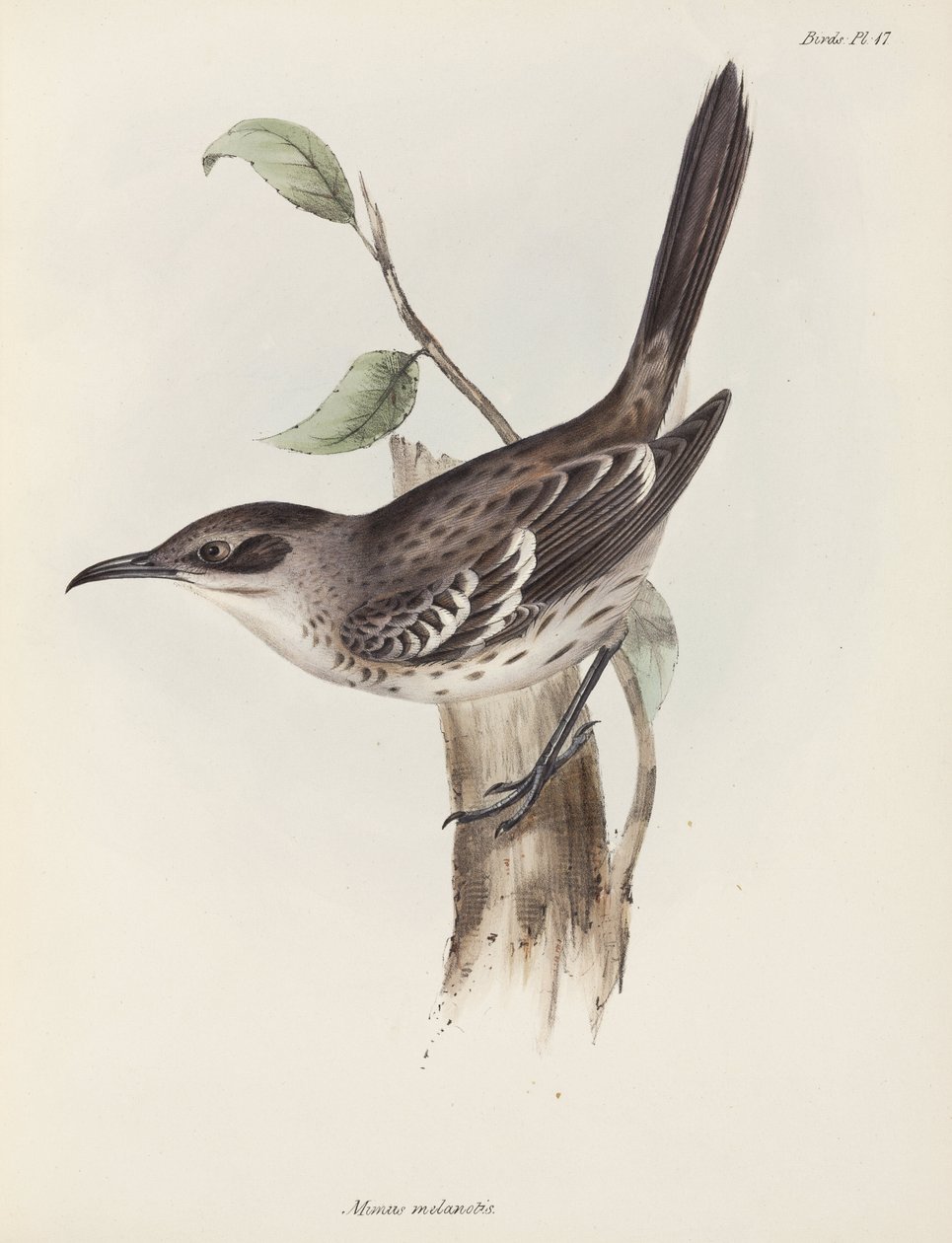 Alaycı Kuş, Galapagos Adaları, 1832-1836 dolayları by Unbekannter Künstler