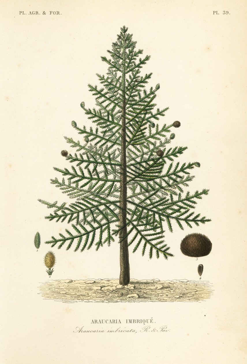 Maymun bulmaca ağacı veya Şili çamı, Araucaria araucana, Araucaria imbricata, Araucaria imbrique by Unbekannt