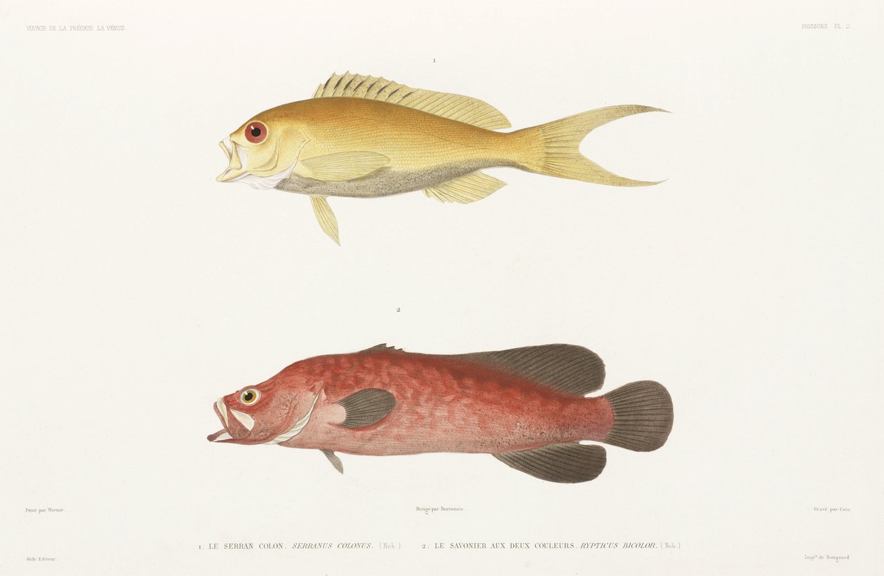 Benekli sabun balığı ve Ruby Anthias by Unbekannter Künstler