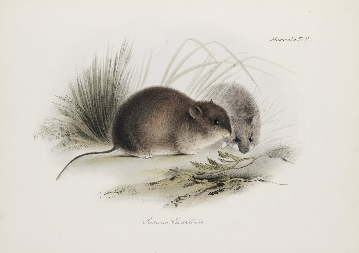 Fare, Tierra del Fuego, Güney Amerika, c 1832-1836 by Unbekannter Künstler