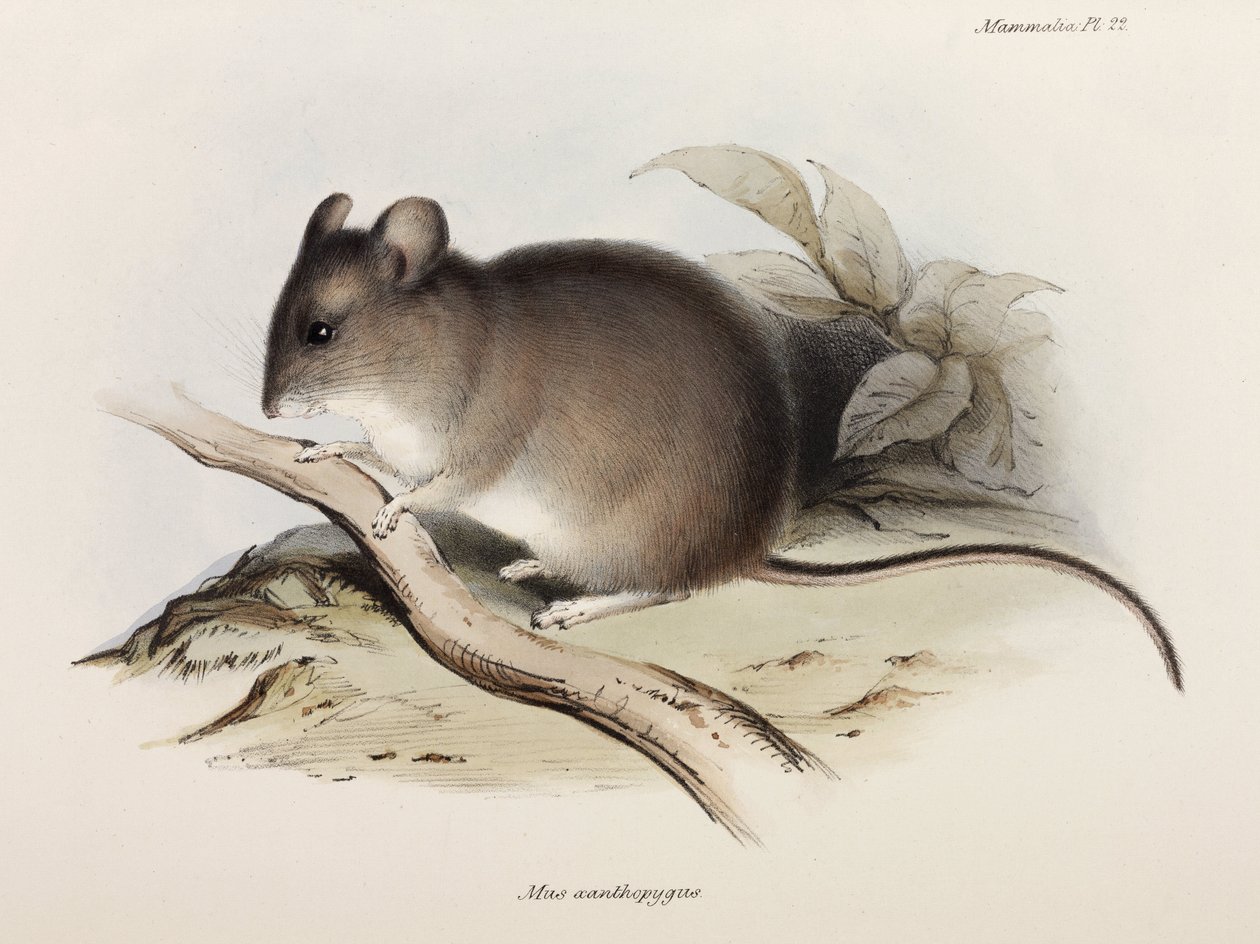 Fare, c 1832-1836 by Unbekannter Künstler