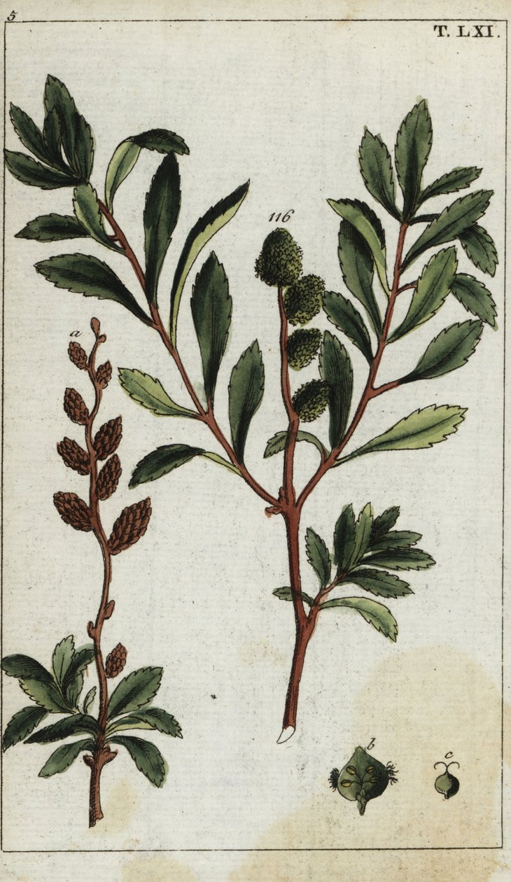 Myrica fırtınası by Unbekannter Künstler