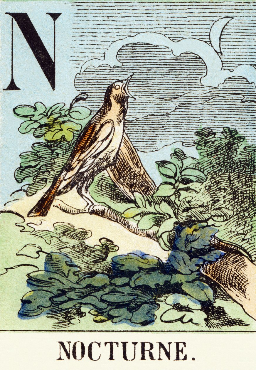 N : Nocturne - Avcılık Alfabesi, 1890 dolayları (gravür) by Unbekannt