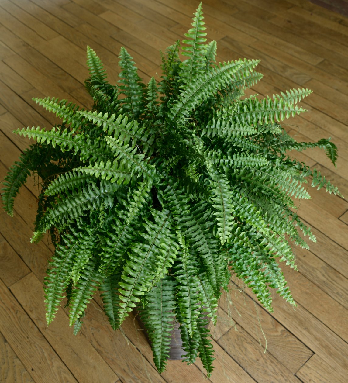 Nephrolepis exaltata, bir evde eğreltiotu by Benjamin Baud