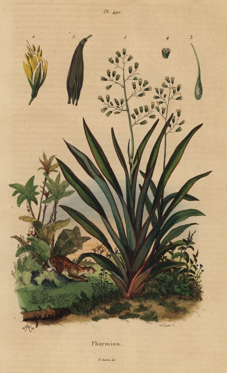 Yeni Zelanda keteni veya harakke, Phormium tenax by Unbekannt