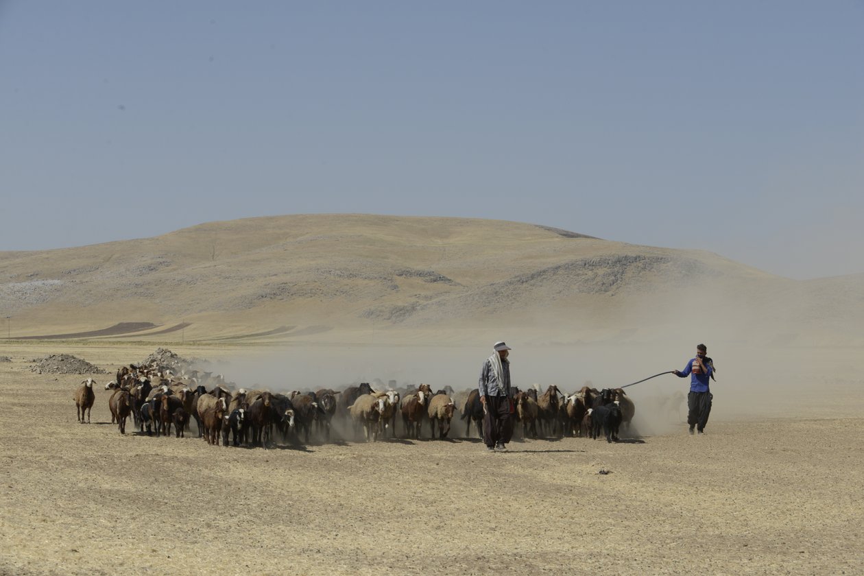 Tamar ve Ashkhaneh arasındaki göçebe çadırları, İran 2022 (fotoğraf) by Unbekannter Künstler
