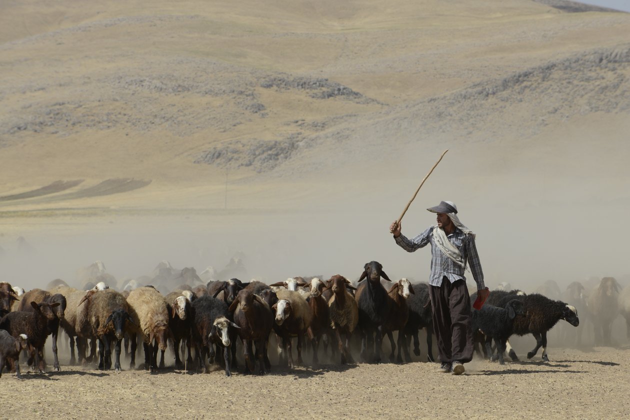 Tamar ve Ashkhaneh arasındaki göçebe çadırları, İran 2022 (fotoğraf) by Unbekannter Künstler