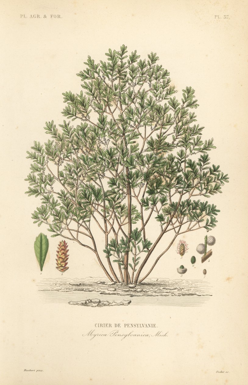 Kuzey bayberry, Myrica pensylvanica, pensylivanie kirazı by Unbekannt
