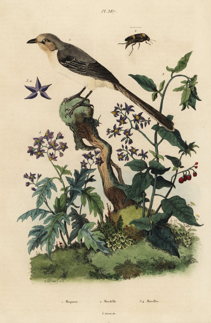 Kuzey alaycı kuş, Mimus polyglottos orpheus 1, acı tatlı itüzümü, Solanum dulcamara 3, Solanum quercifolium 4, Mordella fasciata böceği 2 by Unbekannt