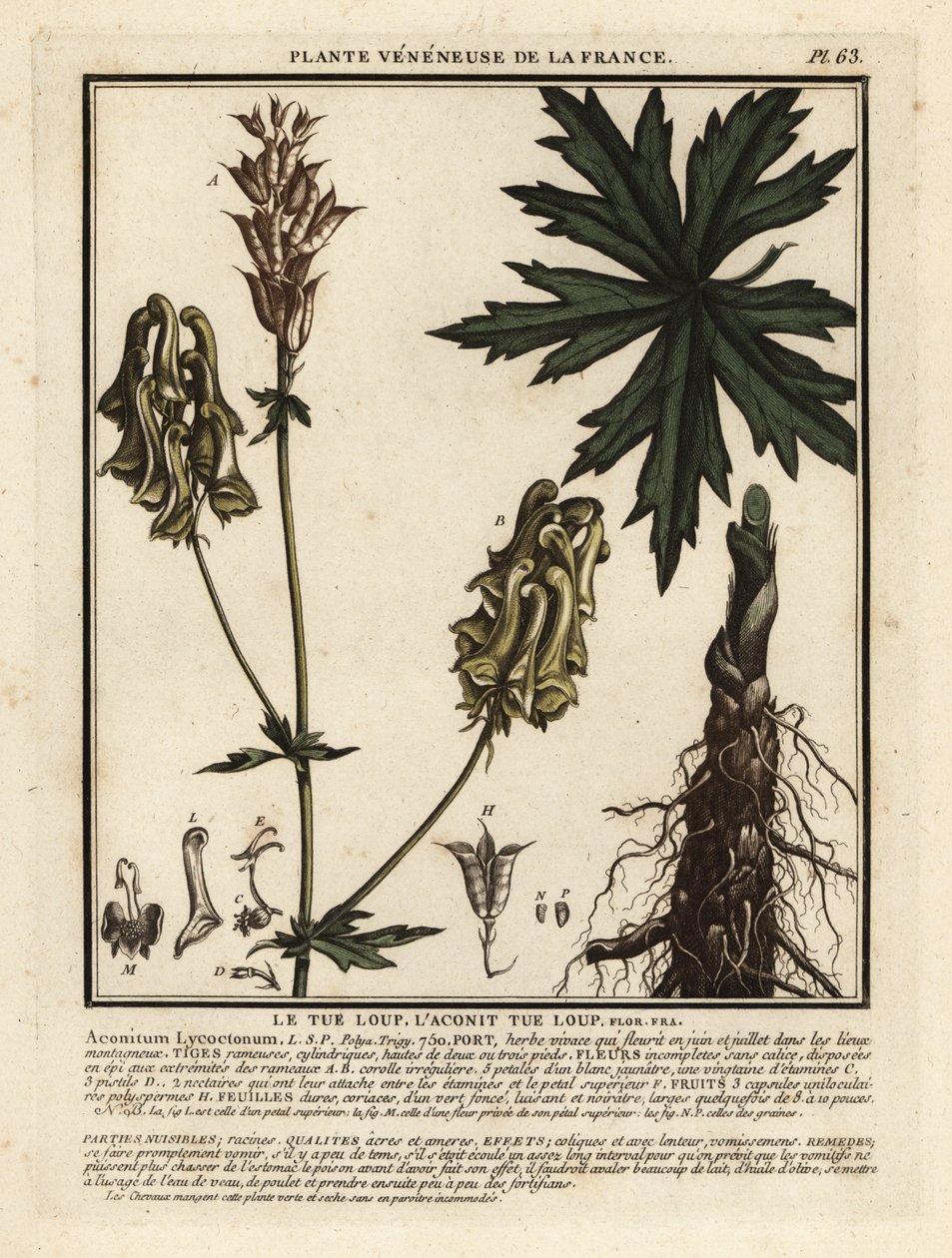 Kuzey kurdu, Aconitum lycoctonum by Unbekannter Künstler