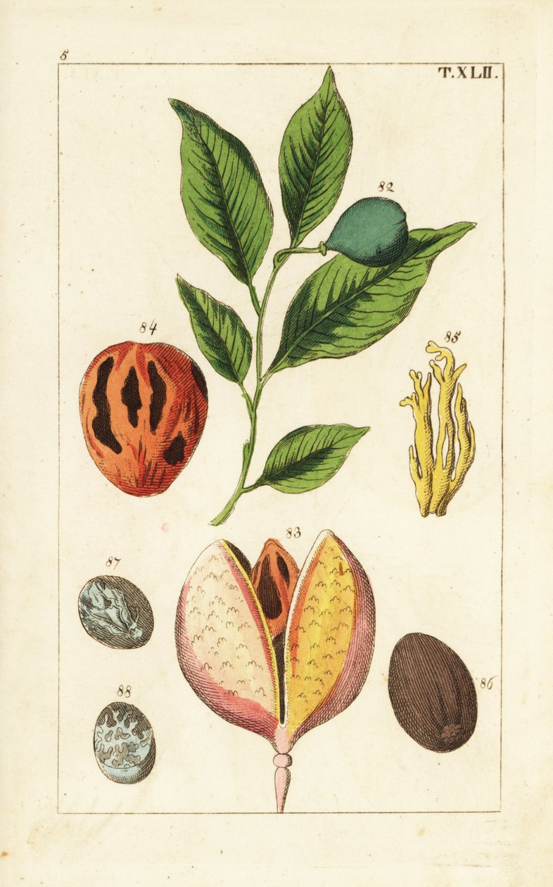 Küçük hindistan cevizi ve topuz ağacı, Myristica fragrans. by Unbekannter Künstler