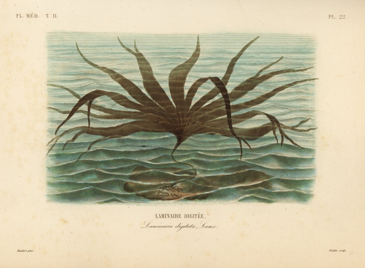 Oarweed, Laminaria digitata, Laminaire Digitee by Unbekannt