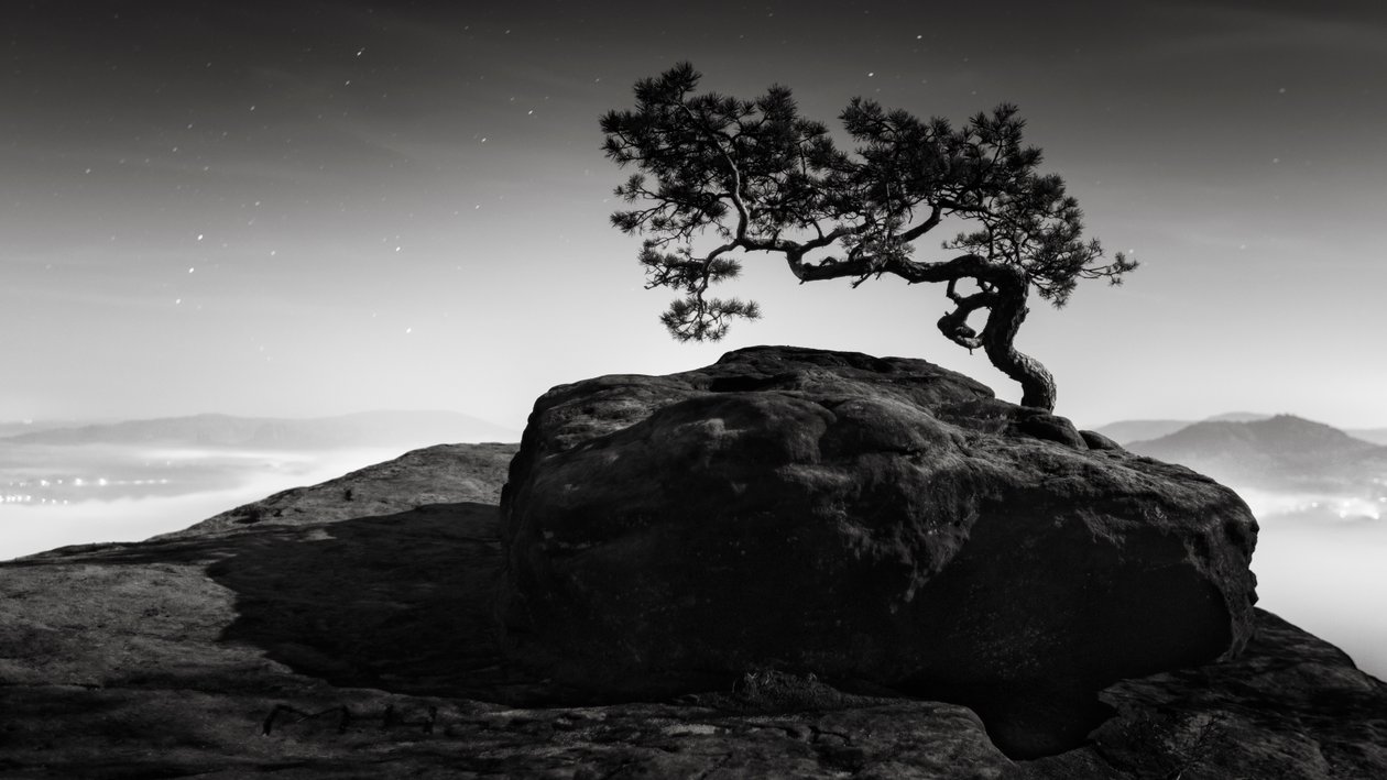 Old Pine, Lilienstein, İsviçre, 2015 (s/b fotoğraf) by Leopold Blonder