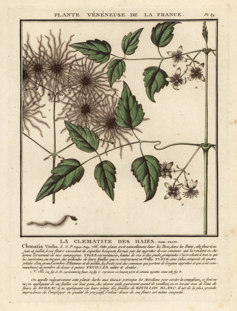 Yaşlı adamın sakalı, Clematis vitalba. by Unbekannter Künstler