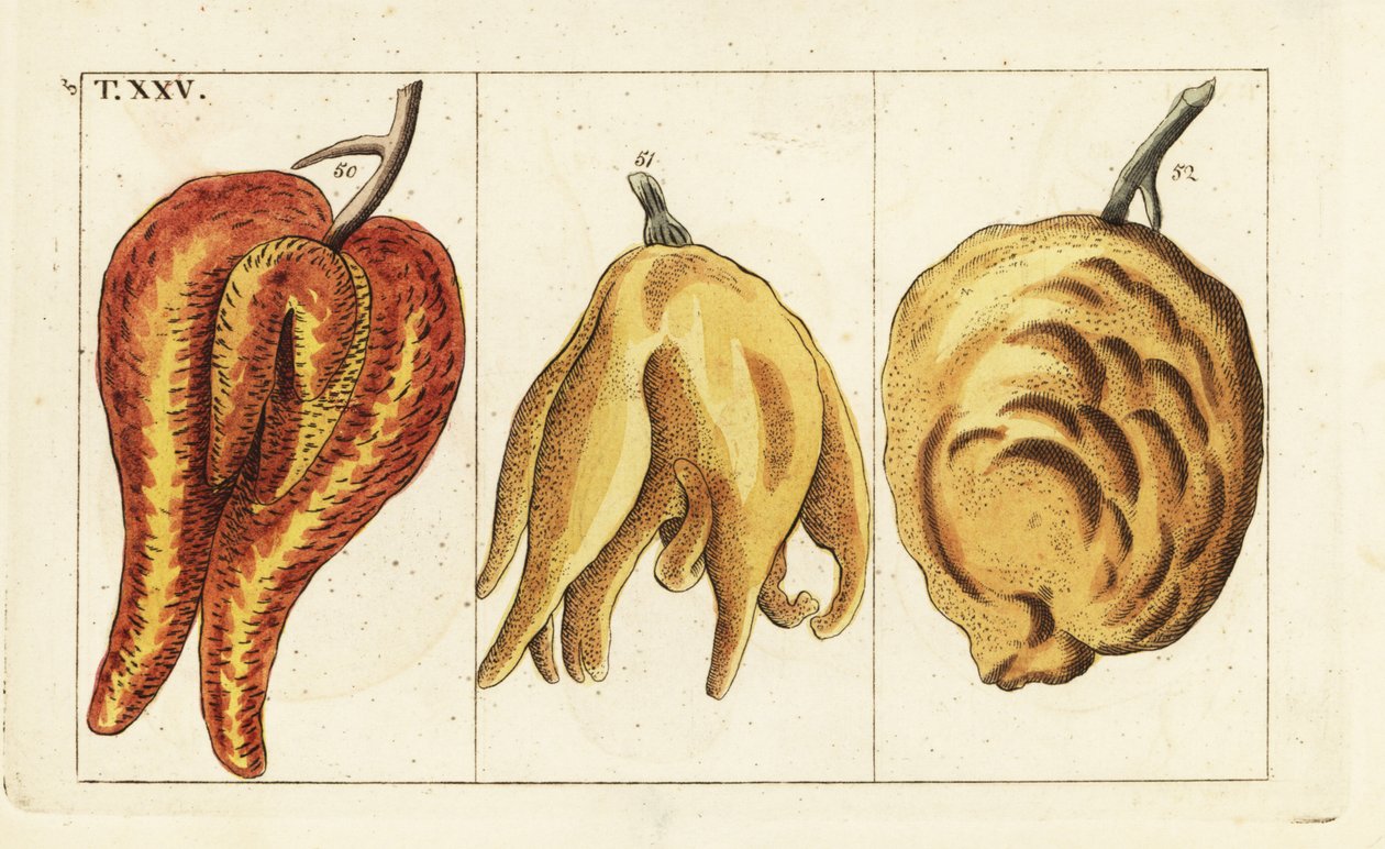 Portakallar, şekilsiz ve soğanlı formlar, Citrus aurantium. by Unbekannter Künstler