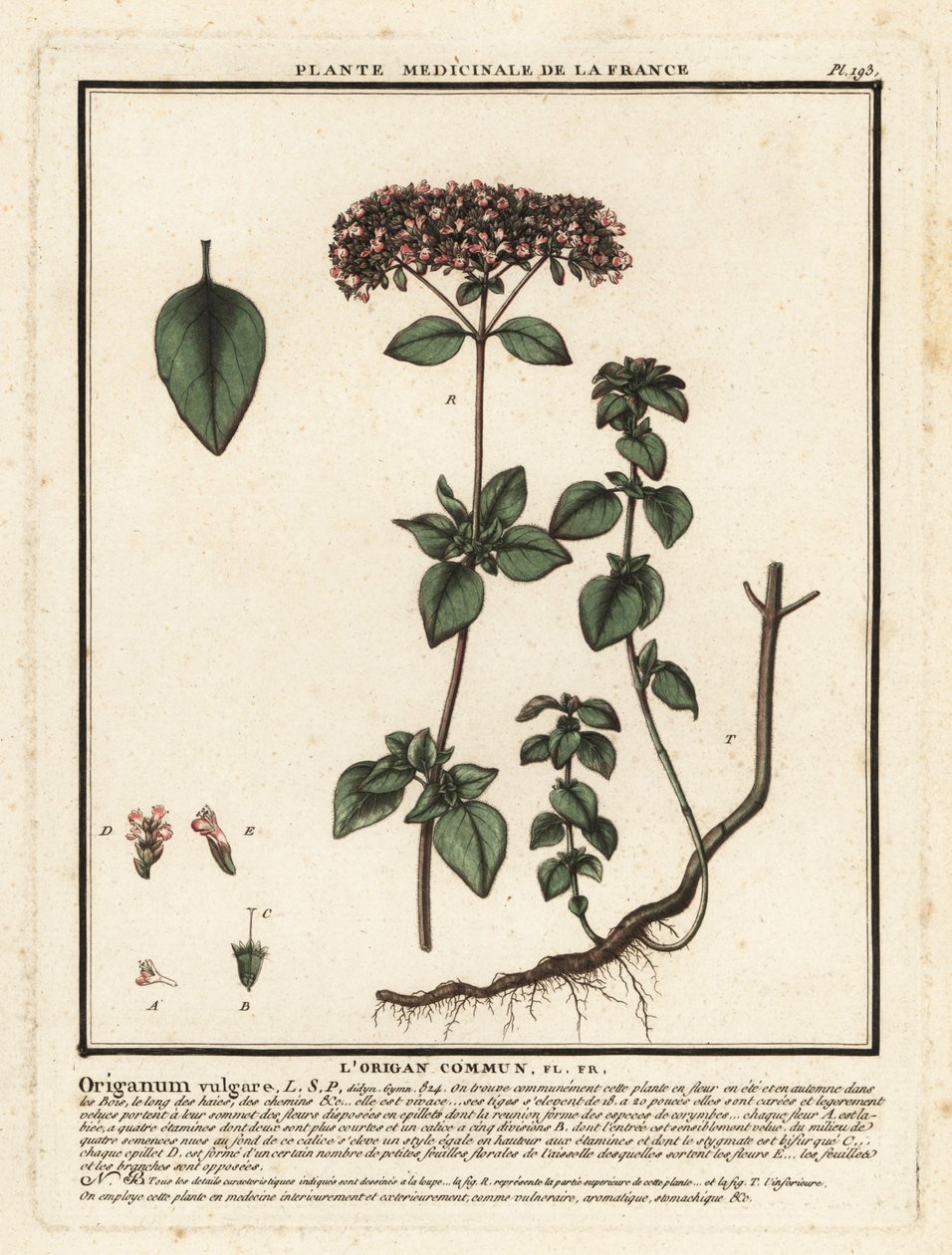 Kekik veya yabani mercanköşk, Origanum vulgare. by Unbekannter Künstler