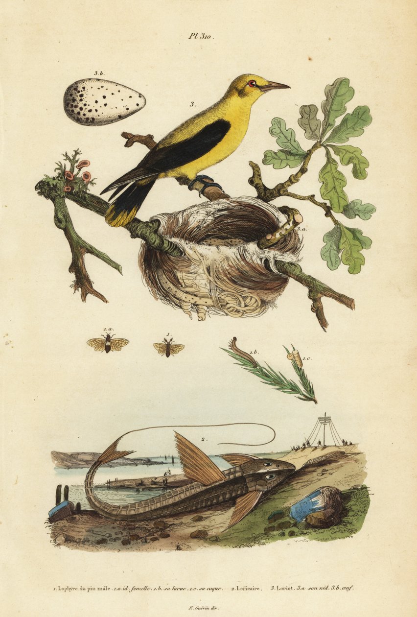 Oriole karatavuk, Gymnomystax mexicanus, yuva ve yumurta 3, çikolata loricarid zırhlı yayın balığı, Loricaria cataphracta 2 ve çam testere sineği, Neodiprion sertifer 1 by Unbekannt