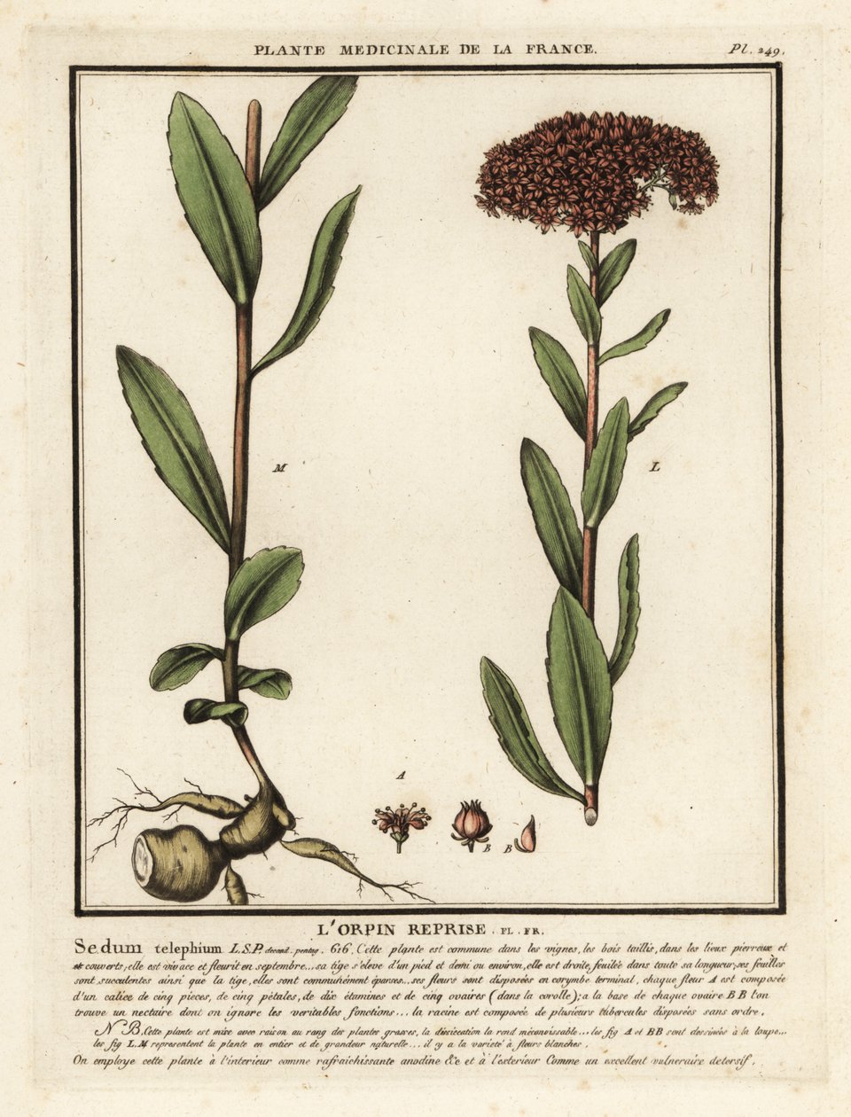 Orpine, l