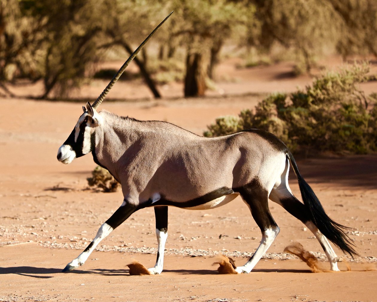 Antilop, Namib Çölü, 2017 (fotoğraf) by Unbekannter Künstler