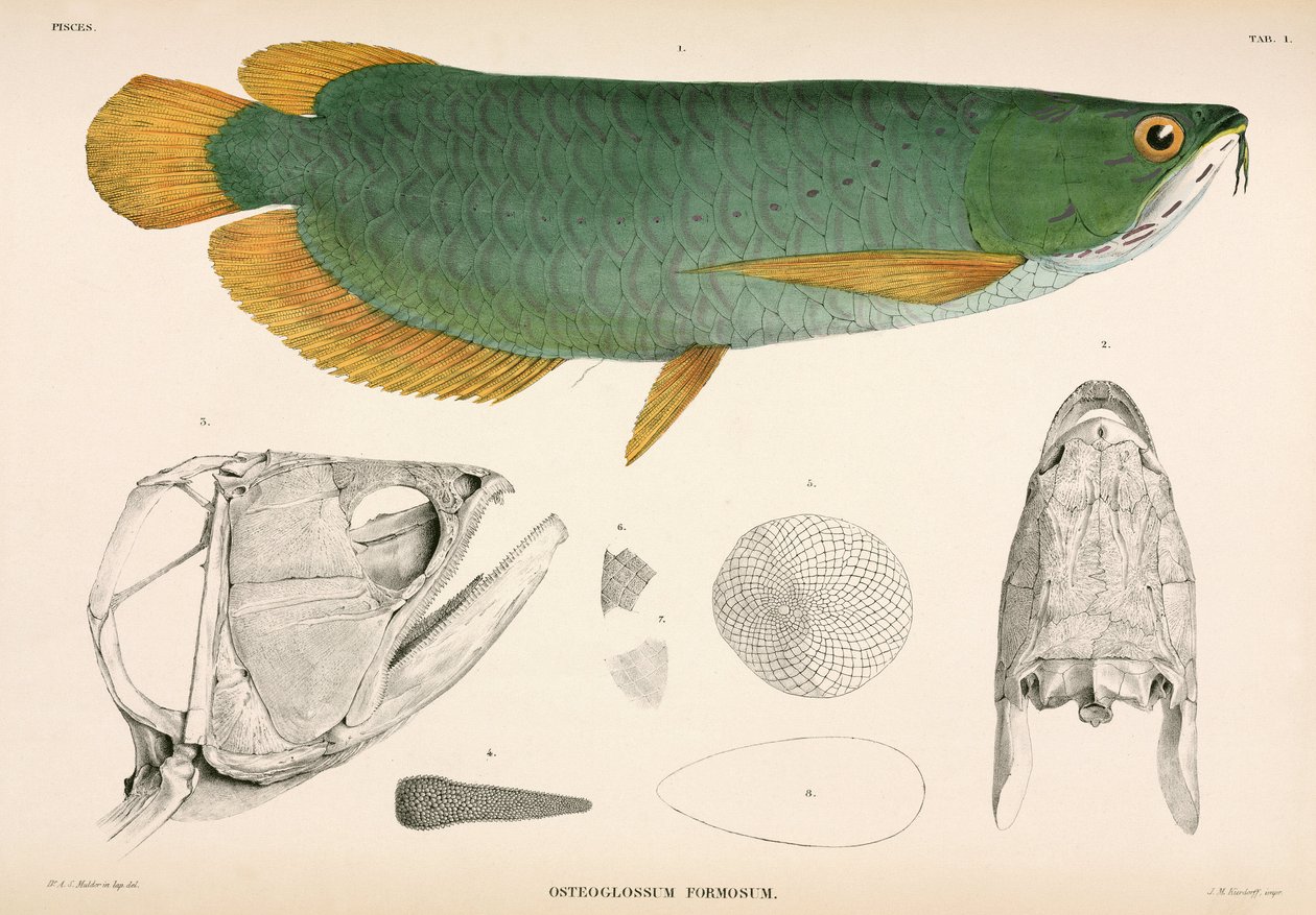 Osteoglossum, Endonezya by Unbekannter Künstler