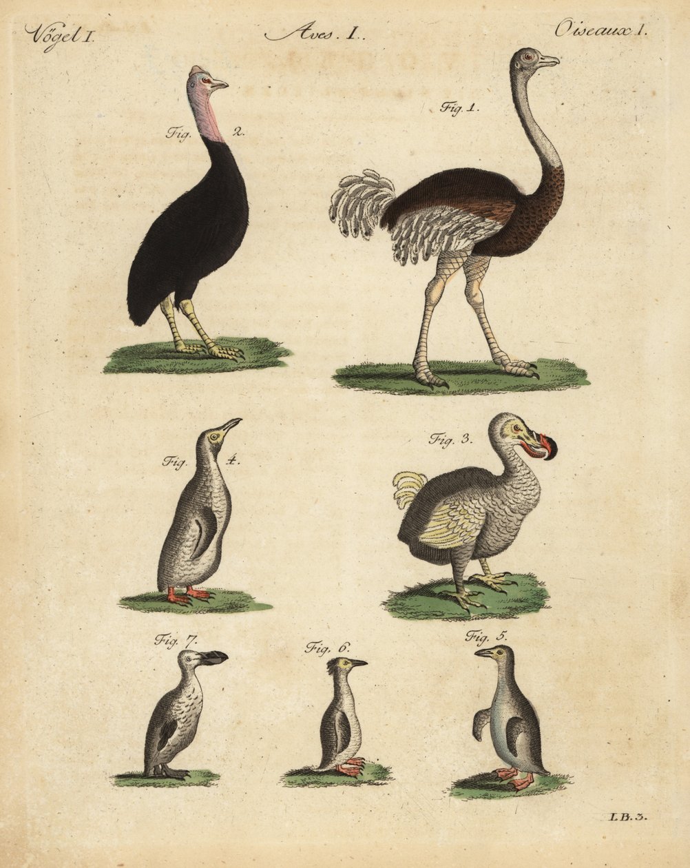 Devekuşu, Struthio camelus, cassowary, Struthio casuarius, soyu tükenmiş dodo, Raphus cucullatus ve penguen türleri by Unbekannt