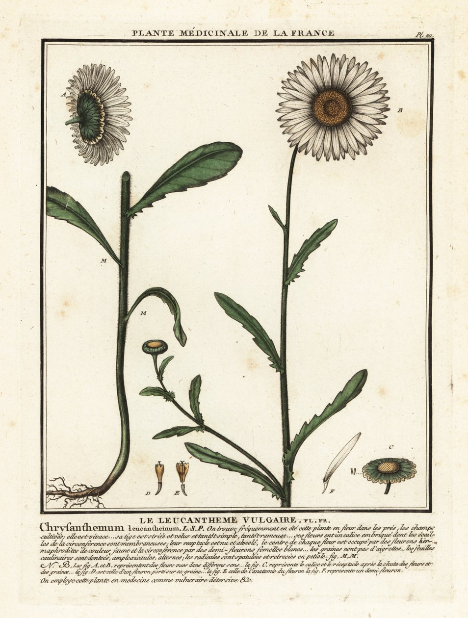 Öküz gözü papatya, Leucanthemum vulgare. by Unbekannter Künstler