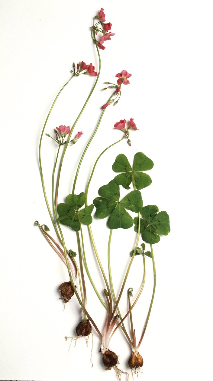 Oxalis tetraphylla/Oxalis deppei/Oxalide of Deppe by Unbekannt