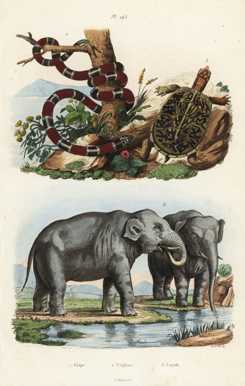 Boyalı mercan yılanı, Micrurus corallinus 1, Hint fili, Elephas maximus indicus 2 ve kutu kaplumbağa, Terrapene carolina 3 by Unbekannt