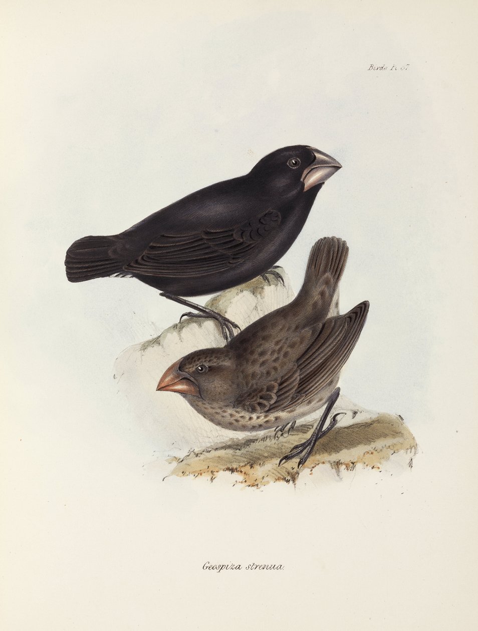 Bir çift ispinoz, Galapagos Adaları, c 1832-1836 by Unbekannt