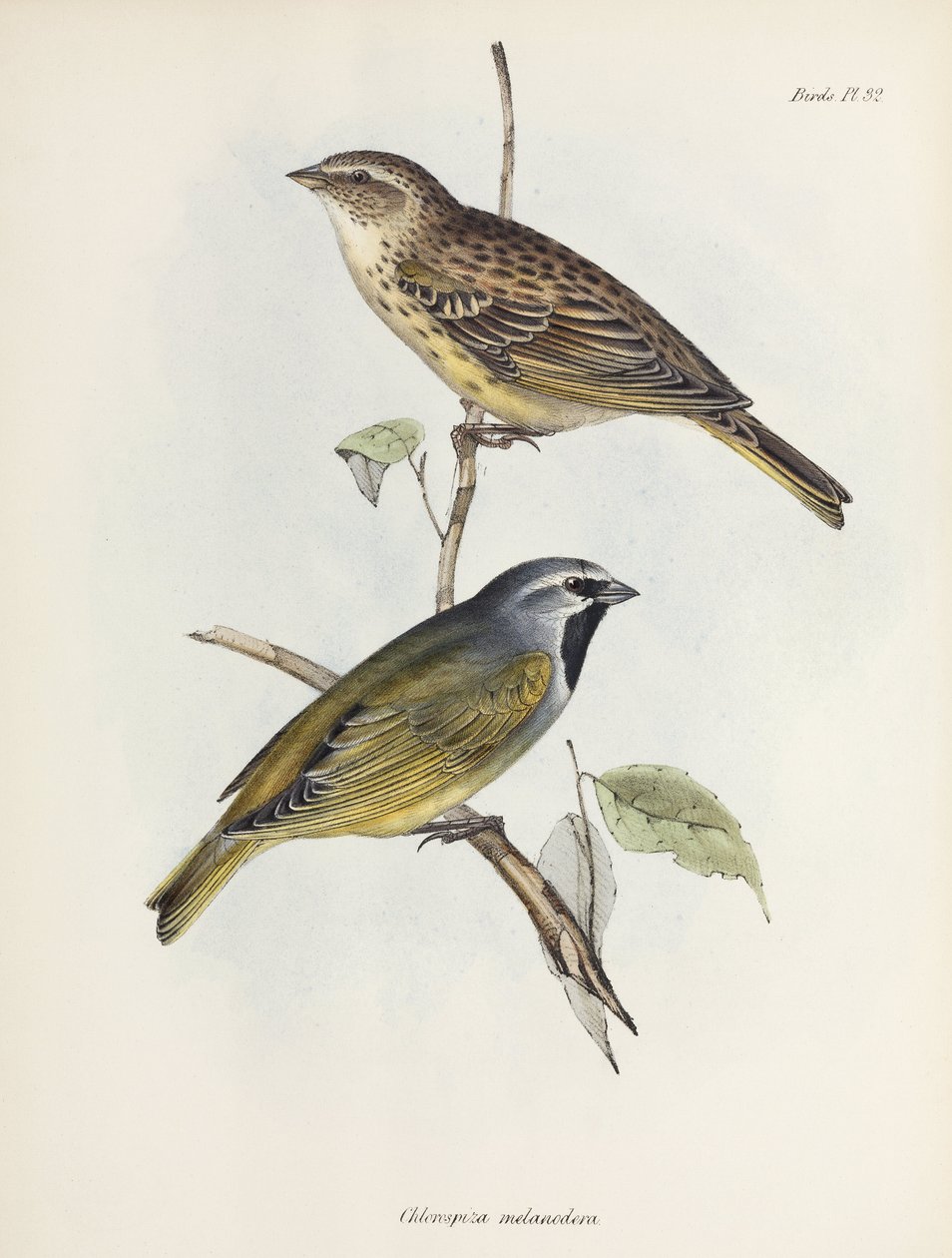 Serçe veya ispinoz çifti, c 1832-1836 by Unbekannt