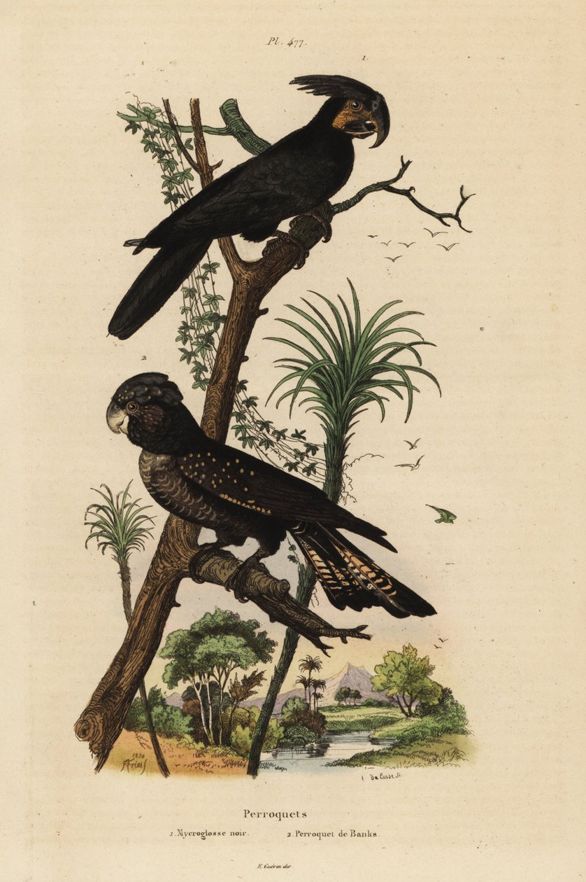 Palmiye kakadu, Probosciger aterrimus ve kırmızı kuyruklu siyah kakadu, Calyptorhynchus bankaları Mycroglosse noir et Perroquet de Banks by Unbekannt