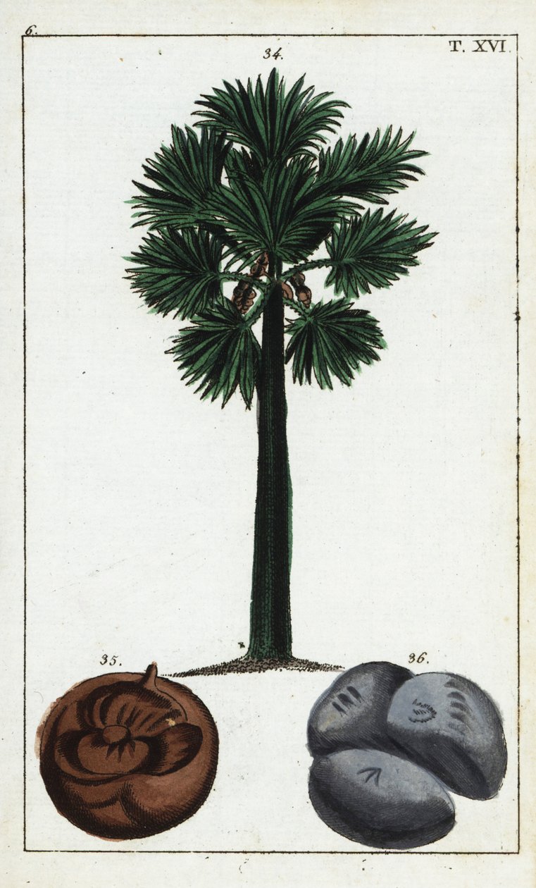 Palmyra palmiyesi, Borassus flabellifer. by Unbekannter Künstler