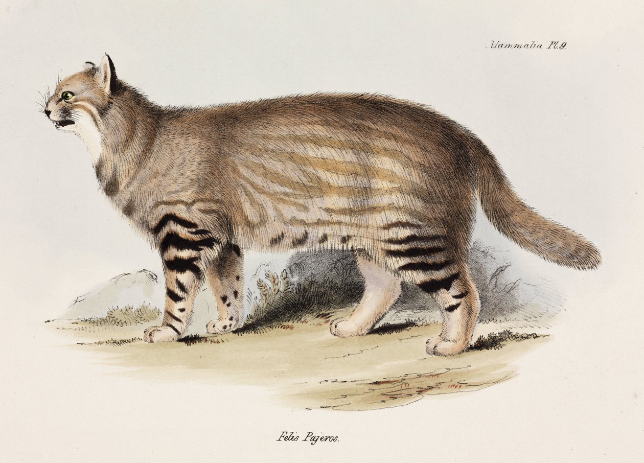 Pampa kedisi, Güney Amerika, c 1832-1836 by Unbekannt