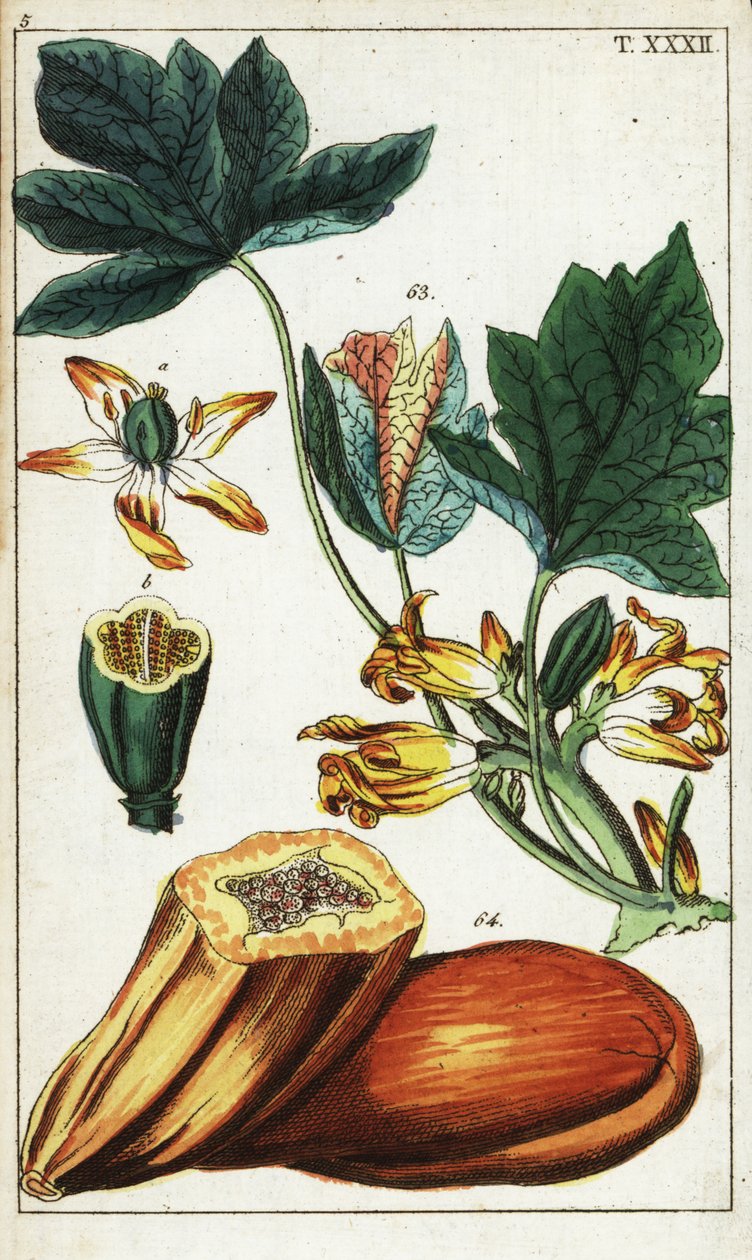 Papaya meyvesi, kesit, çiçekler ve yapraklar, Carica papaya. by Unbekannter Künstler