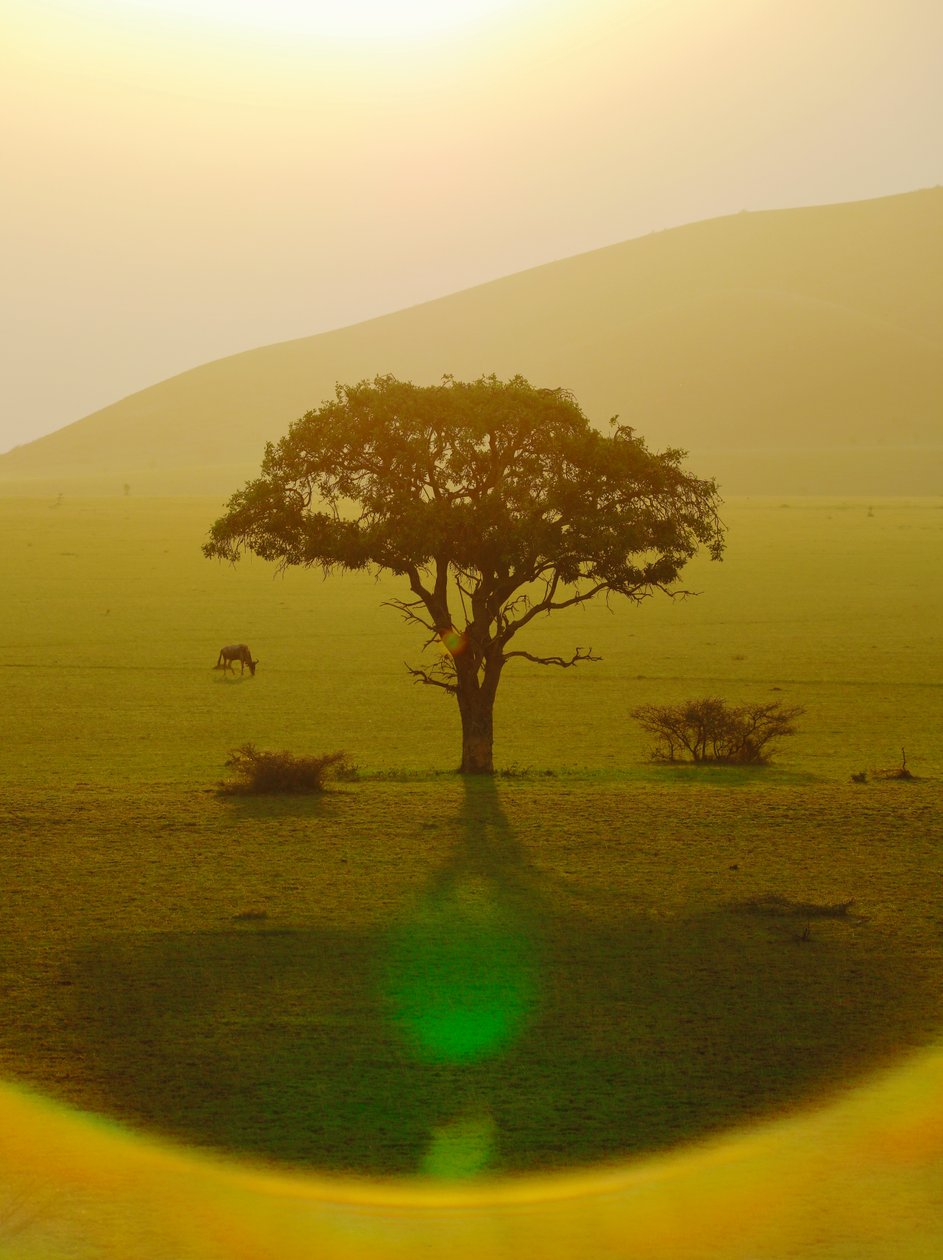 Yağmurdan sonraki cennet, Chyulu Hills, 2018 (fotoğraf) by Unbekannter Künstler