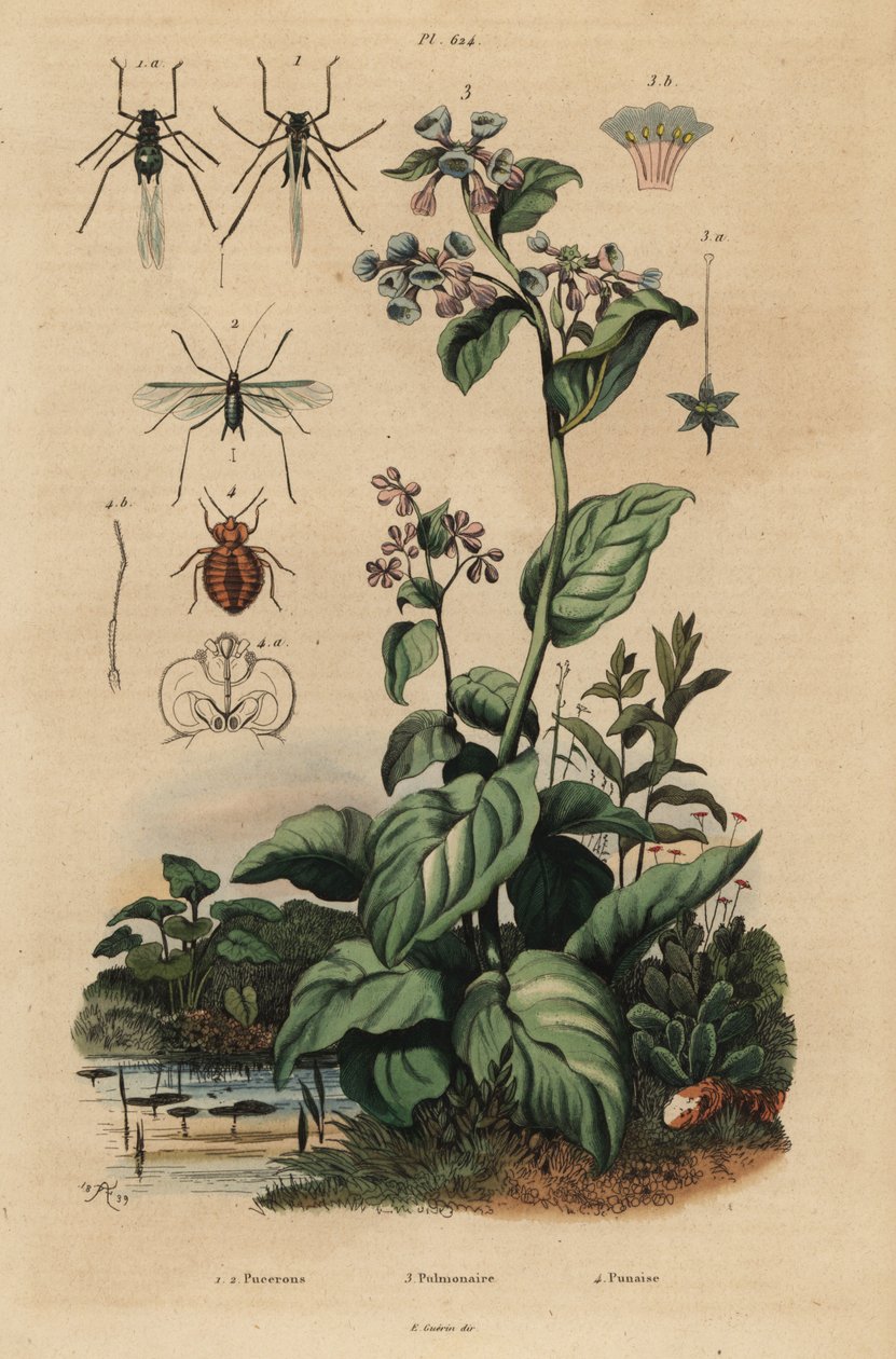 Şeftali yaprak biti, Myzus persicae 1, gül yaprak biti, Macrosiphum rosae 2, Virginia bluebells, Mertensia pulmonarioides 3 ve tahtakurusu, Cimex lectularius 4 by Unbekannt