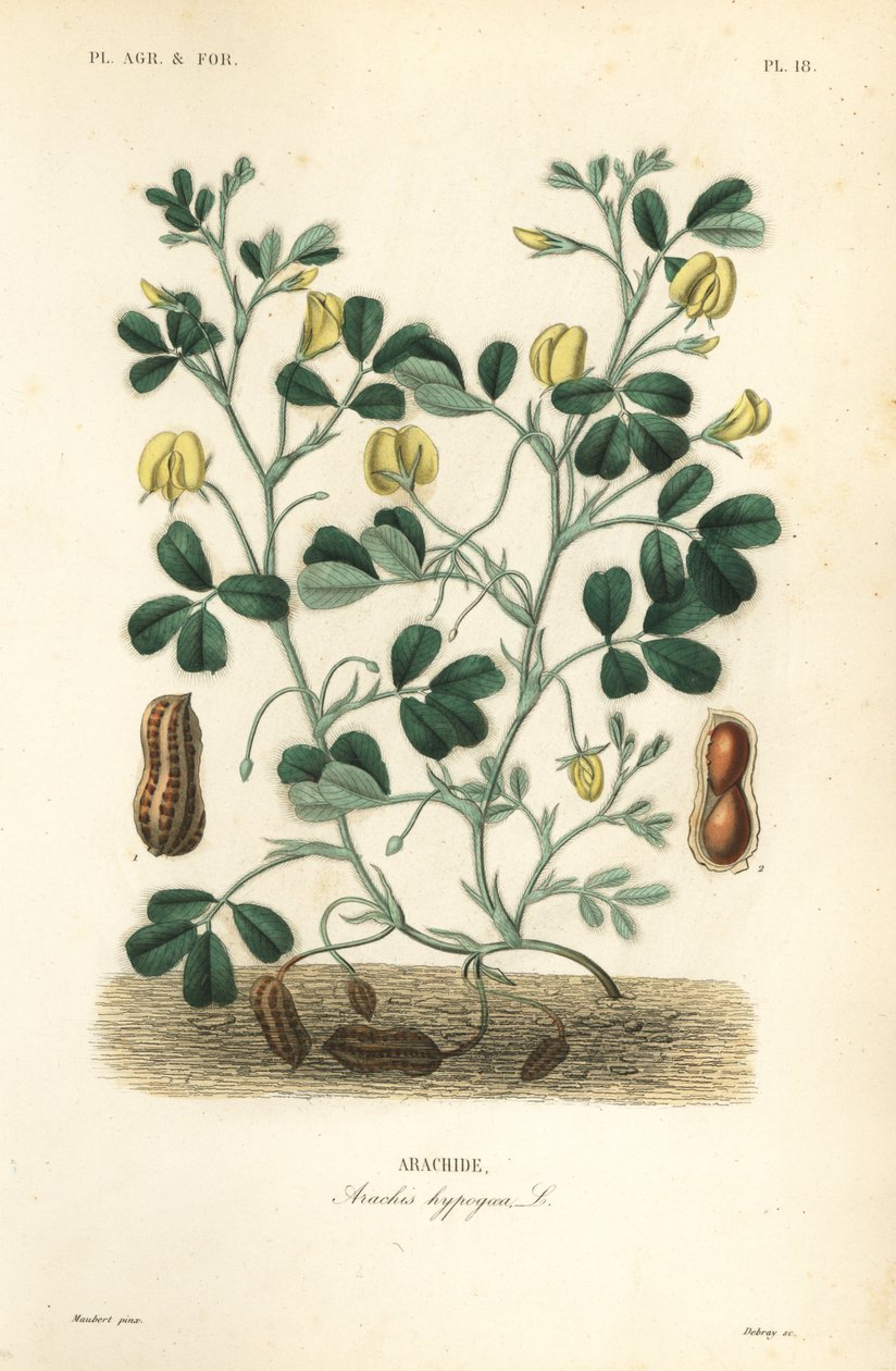 Fıstık veya yer fıstığı, Arachis hypogaea, Arachide by Unbekannt