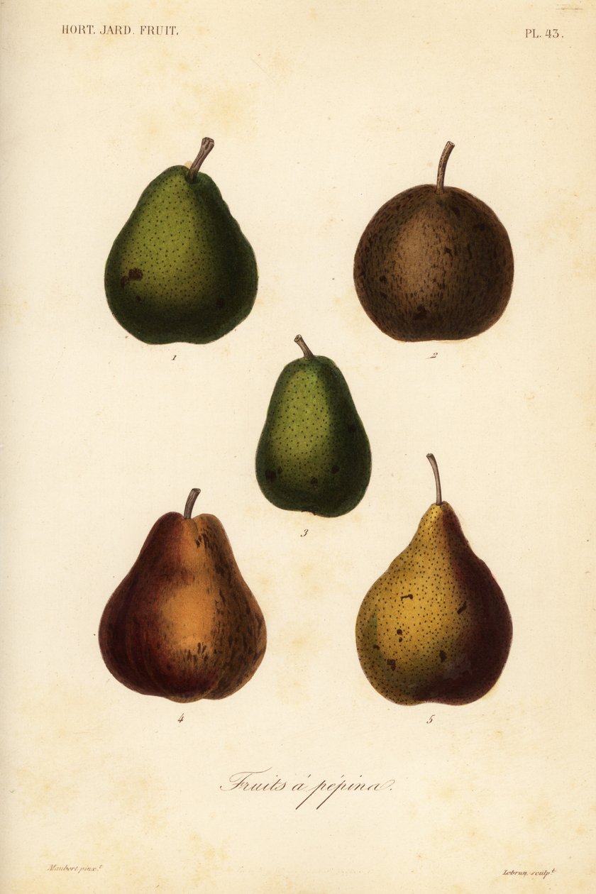 Armut çeşitleri, Pyrus communis by Unbekannt