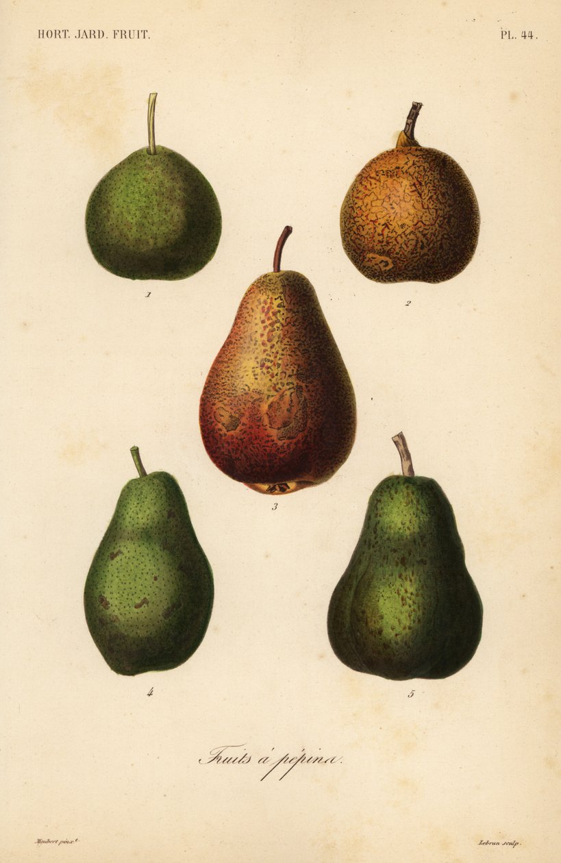 Armut çeşitleri, Pyrus communis by Unbekannt