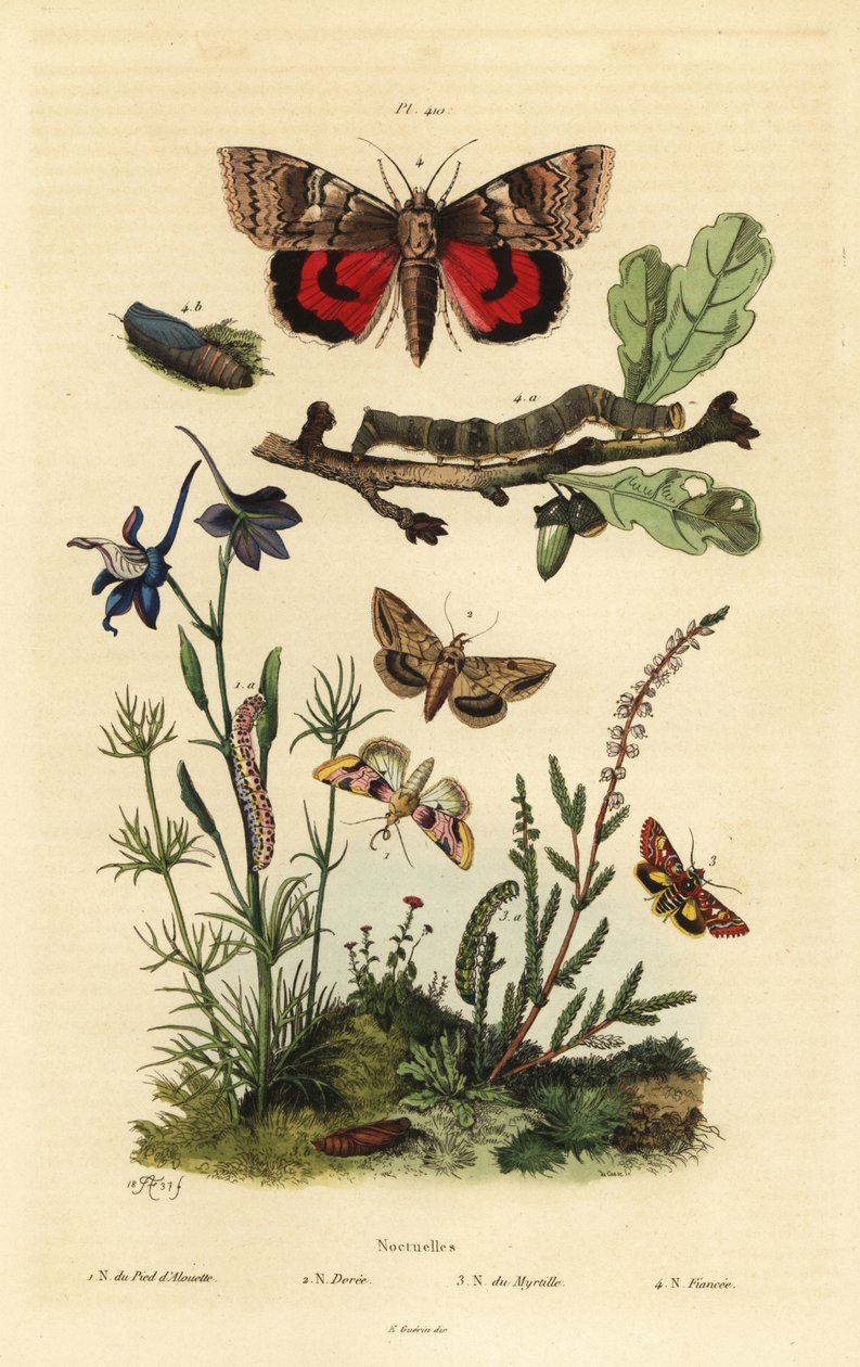 Bezelye çiçeği, Periphanes delphinii 1, pamuk kurdu, Helicoverpa armigera 2, sarı kanat altı, Anarta myrtilli 3 ve büyük sarı kanat altı, Noctua pronuba, larva ve pupa 4. Noctuelles kelebekleri by Unbekannt