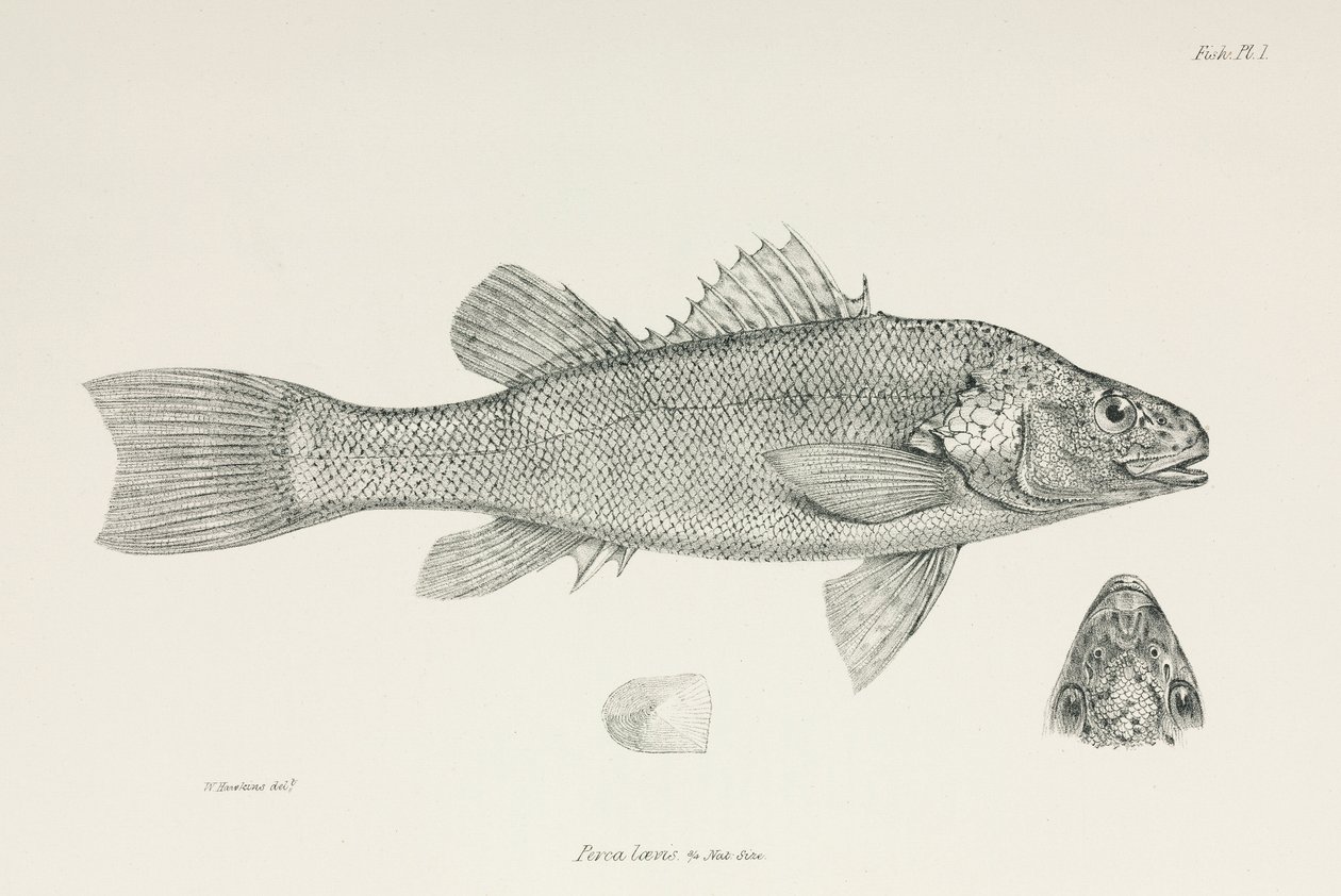 Levrek, c 1832-1836 by Unbekannt