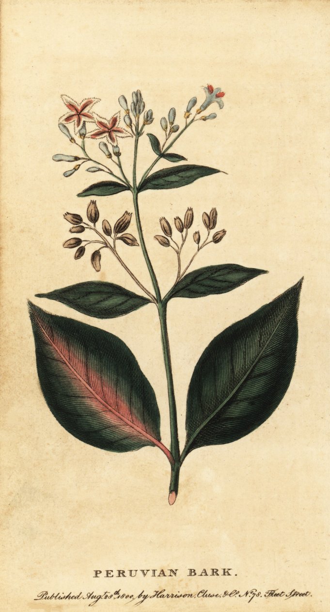 Peru kabuğu, Cinchona officinalis., 1800 (gravür) by Unbekannter Künstler