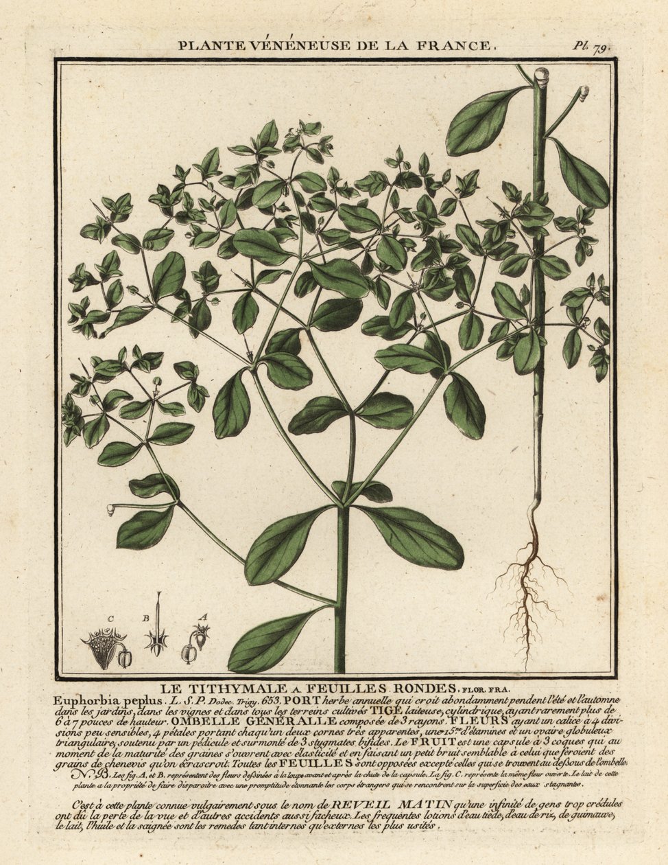 Küçük sütleğen, Euphorbia peplus. by Unbekannter Künstler