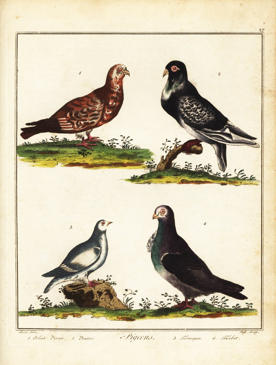 Güvercinler: Polonyalı güvercin, pouter, ptarmigan ve turbit. 1792 (gravür) by Unbekannter Künstler